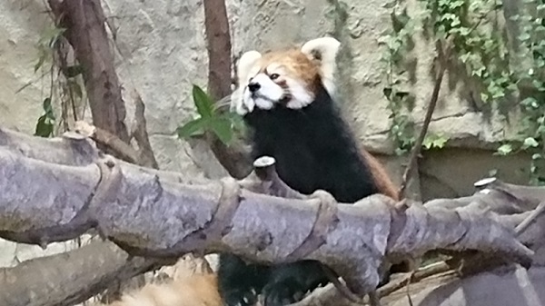 レッサーパンダ君の勇姿の画像